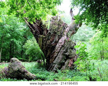 the old oak in the middle of the forest
