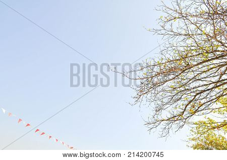 Terminalia catappa or tree and  sky background