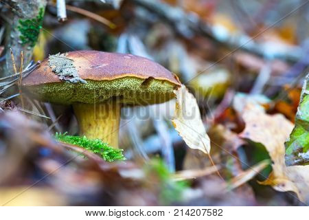 Mushroom hid in the autumn foliage. Boletus xerocomus