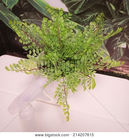 Artificial Green Plants in White Ceramic Flower Pots for Home and Office Decoration without The Care.