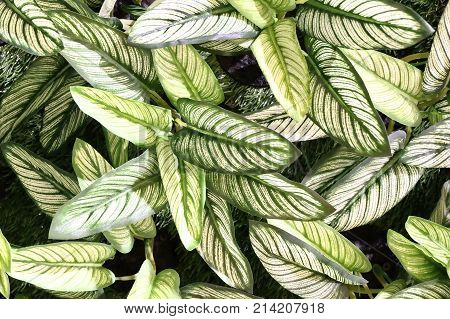 Background Pattern Beautiful Artificial Green and White Dieffenbachia or Dumb Cane Plants for Home and Office Decoration without The Care.