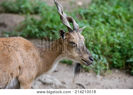 Portrait of a nice brown female of billygoat