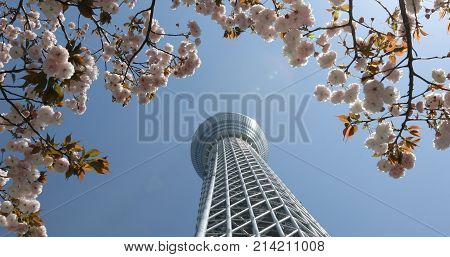 Tokyo, Japan - April 19, 2017: Tokyo Skytree with cherry blossoms in full bloom in Sumida District. Tokyo Skytree is the tallest tower in the world, broadcasting and observation tower. Blue sunny sky.