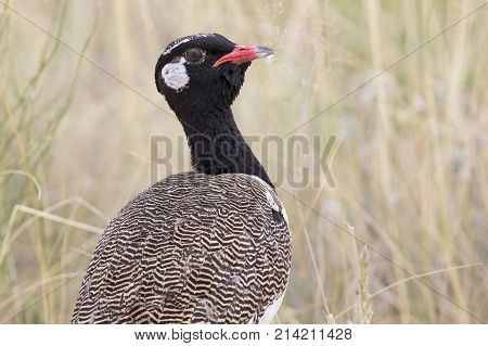 Northern Black Korhaan portrait in long brown grass