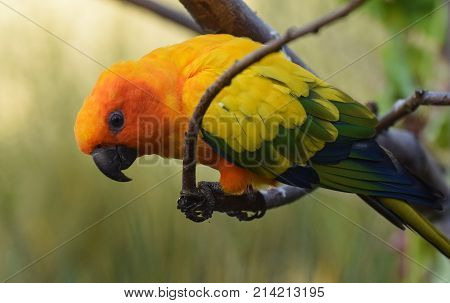 Beautiful Sun Parakeet