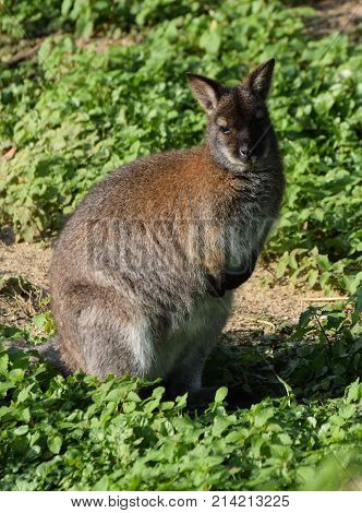 A Red Necked Wallaby