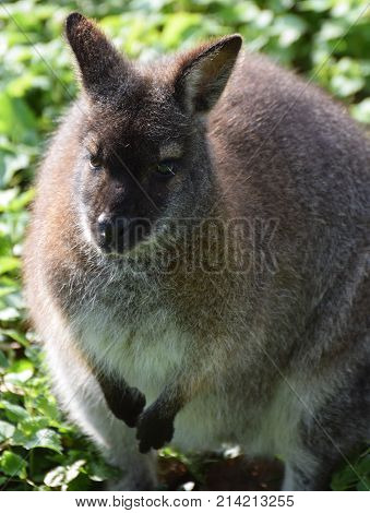 A Red Necked Wallaby