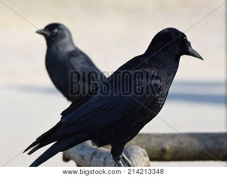Two black rooks perching on a fence