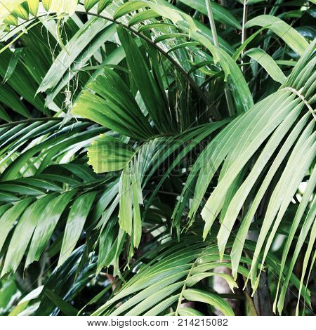 Minimal Style. Minimalist Fashion Photography. Tropical Leaves