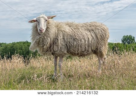 curious sheep with earmarks in Dutch field with long grass