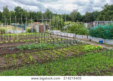Allotment garden in early spring with runner bean canes, potatoes, onions and beets