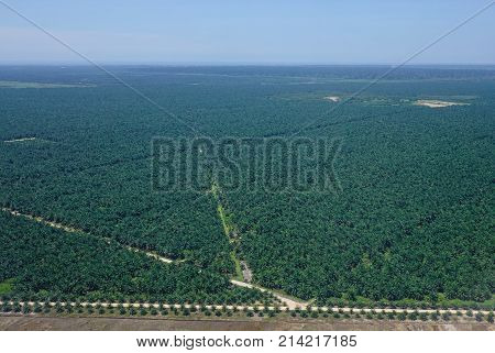 Oil Palm Plantation In Malaysia