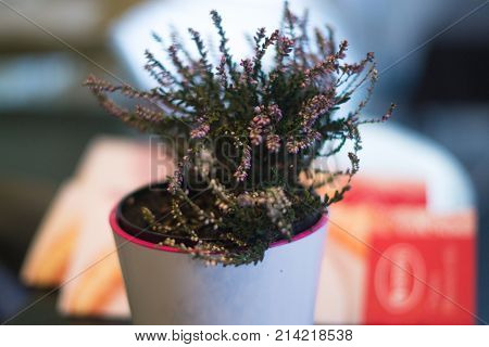 A pot in a pot in a cafe with a blurred background