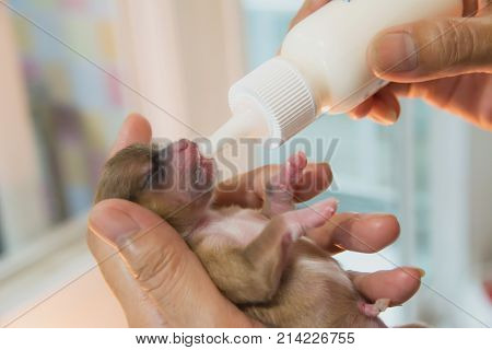 Hand of female breast milk for sweet newborn puppy.