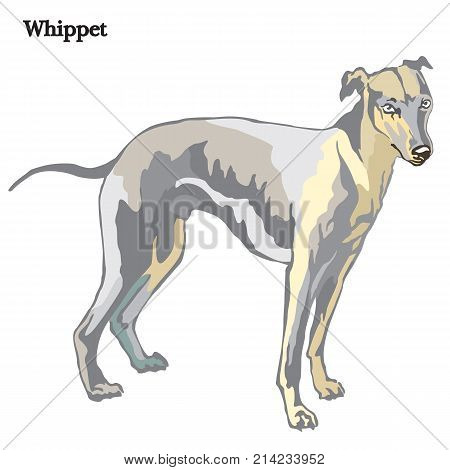 Portrait of standing in profile dog Whippet vector colorful illustration isolated on white background