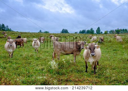 Cows grazing in a field in the rain