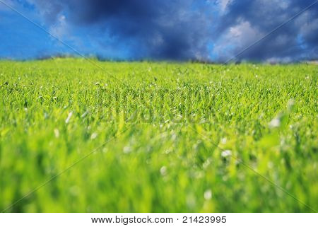 Sfondo cielo ed erba