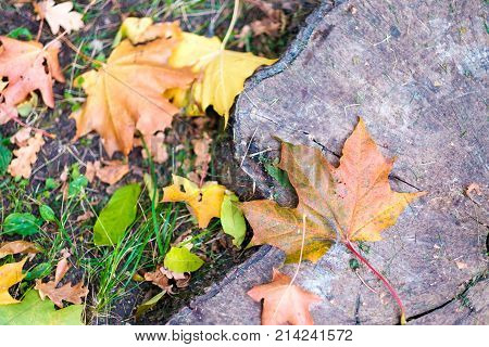 Autumn maple leaf lying on a tree stump