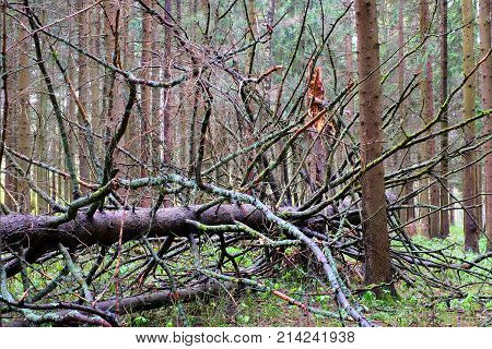 A tree fallen from the effects of a strong hurricane in the forest