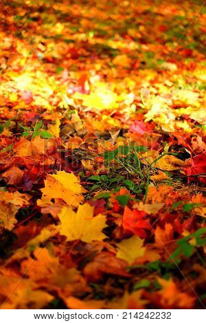 Colorful Autumn Leaves