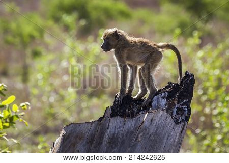 Chacma baboon in Kruger national park, South Africa  Specie Papio ursinus family of Cercopithecidae