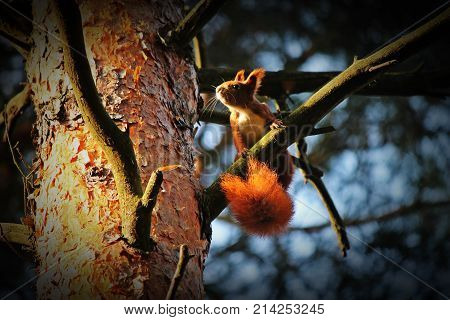 Wiewiórka pospolita (Sciurus vulgaris)  zdjecie zrobione jesienia w lubuskim lesie
