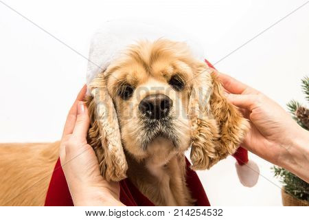 Girl holding dog's ears and play with his dog. American cocker spaniel on white background. Close-up.
