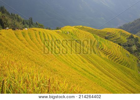 The Longsheng Rice Terraces(Dragon's Backbone) also known as Longji Rice Terraces are located in Longsheng County, about 100 kilometres (62 mi) from Guilin, Guangxi, China