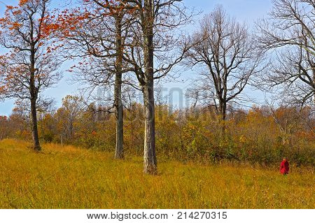 Park trail on a windy day in late autumn. Tall deciduous trees standing in meadow against a forest backdrop.