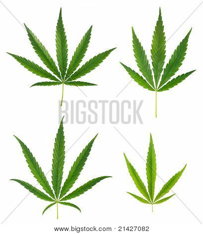 Sæt af Cannabis blade