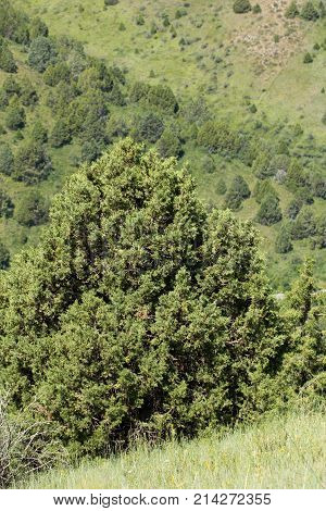 pine tree in the mountains . In the park in nature
