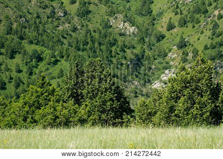 pine tree in the mountains . In the park in nature