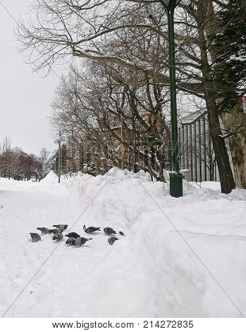 Group of pigion standing together in Sapporo central park in Winter Japan