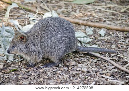 this is a close up of a quokka with a tag for identiforcation in his ear