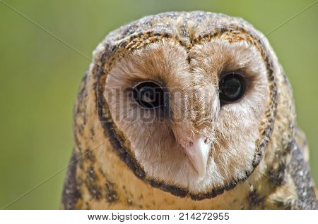 this is a close up of a sooty owl