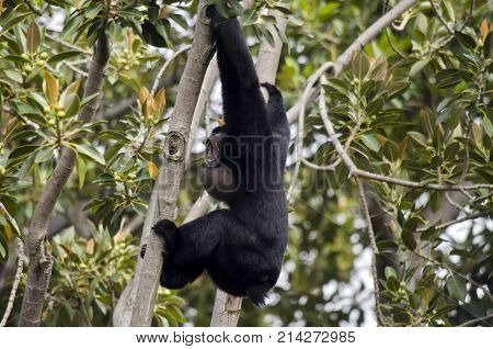 the siamang monkey is bellowing to the other monkeys