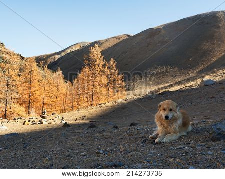 The dog explorer on the mountainous terrain led people to the place and lay down to rest in the shade. Autumn landscape and mountain trail.