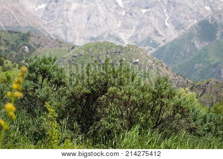 beautiful nature. Mountains in Kazakhstan . In the park in nature