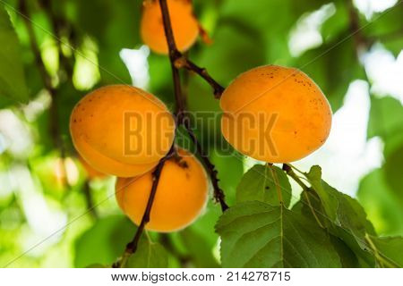 apricots in the basin summer South the colors of many fruits close-up photo