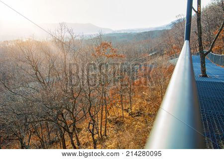 autumn forest, Safari Park, it highest bridge to walking people. Russia. Primorskiy Kray