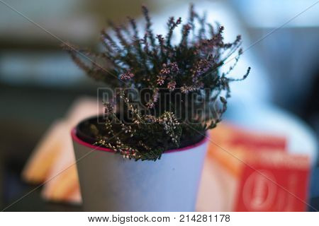 A pot in a pot in a cafe with a blurred background