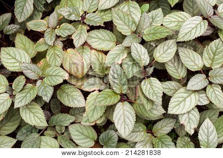 fresh green Hemigraphis alternata plant in nature garden