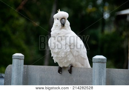 Beautiful white big cockatoo bird standing smiling