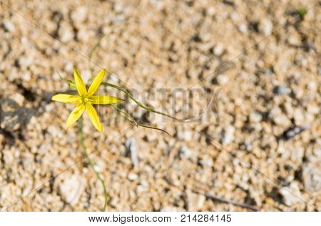 Star of Bethlehem Gagea juliae Yellow blooming wildflower from Cyprus flora.