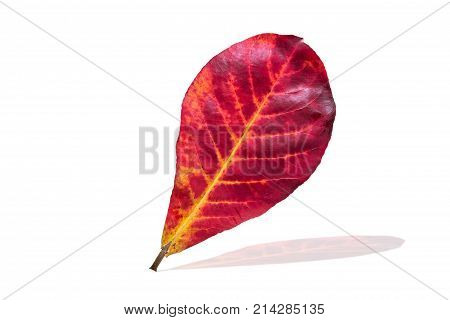 Red leavesisolated on white background with clipping path.