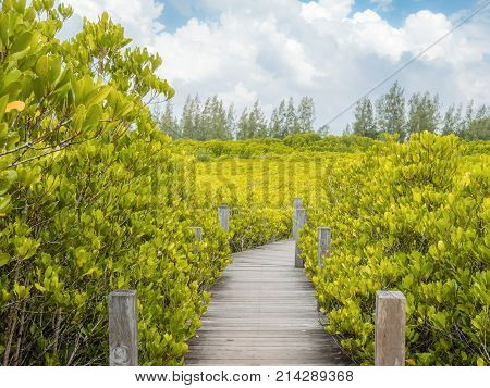 Close up of a wooden bridge of Ceriops Tagal with golden ceramics Tagus background in a mangrove forest located at Prasae Rayong Thailand.