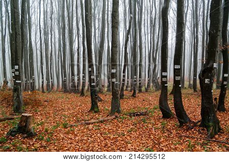 Wood Industry and Logging. Tagged trees. The forest and sustainable forestry.