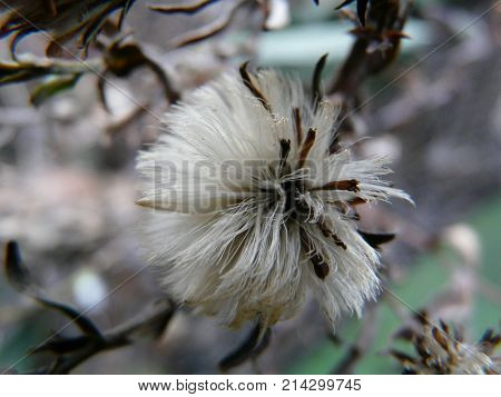 Fluffy autumn flower close-up on blurred background