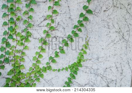 Green fresh climbing plant on rustic white concrete wall