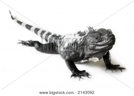 Iguana coda spinosa